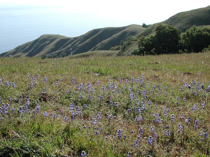 Coast Road, Ventana Wilderness photo