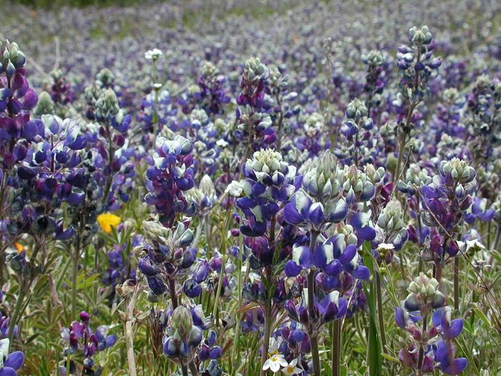 Lupines, Ventana Wilderness photo