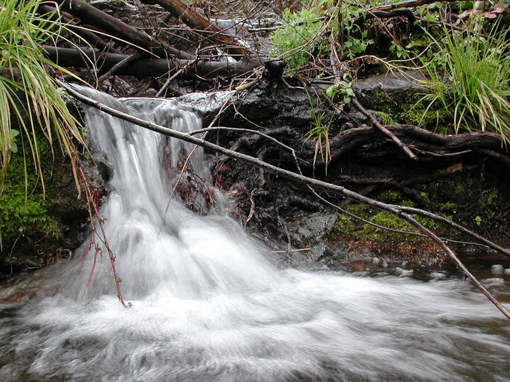 Frogs kept up a happy racket, Ventana Wilderness photo