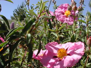 Wildflowers, Ventana Wilderness photo