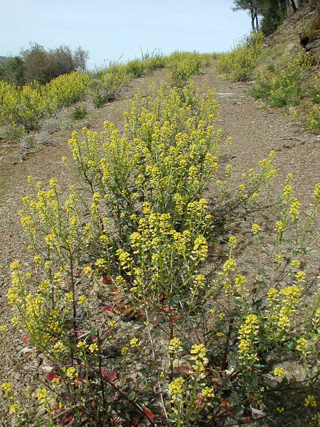 Flowers Overtake Road, Ventana Wilderness photo