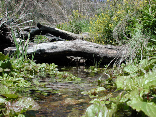 Upper Bee Camp, Ventana Wilderness photo