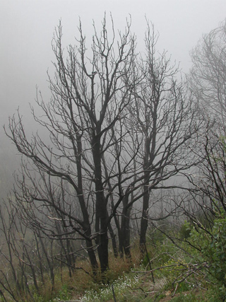 Haunted Forest, Ventana Wilderness photo