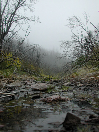 Trail to Lower Bee Camp, Ventana Wilderness photo