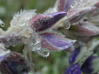 Lupine, Ventana Wilderness photo