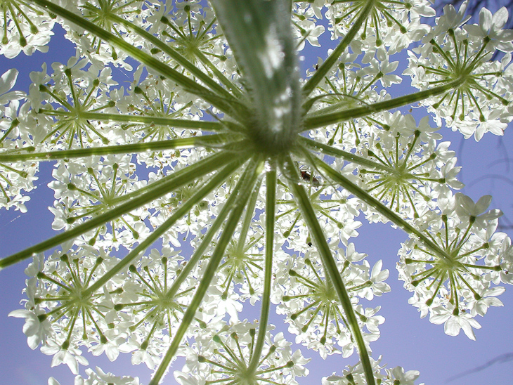 Henderson's Angelica, Point Reyes photo
