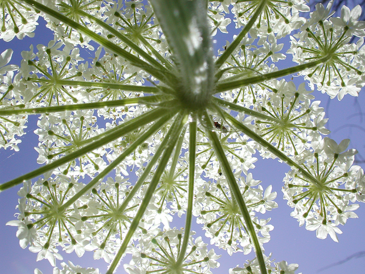 Henderson's Angelica, Point Reyes photo