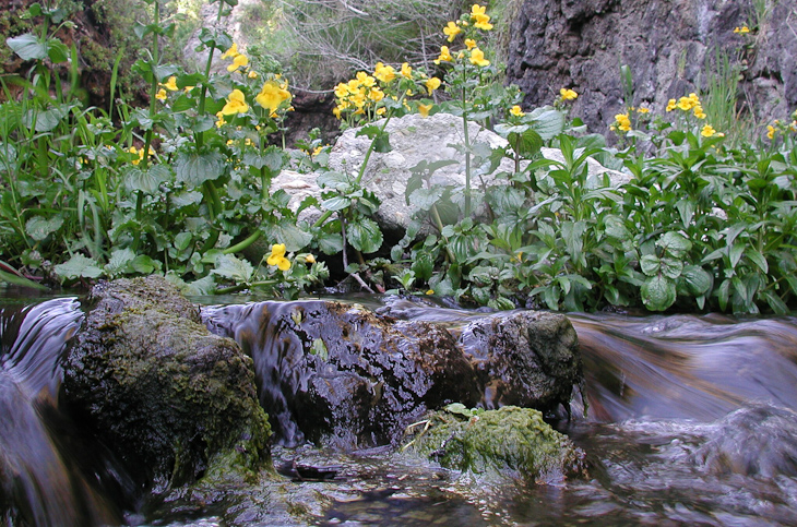 Coast Creek, Point Reyes photo