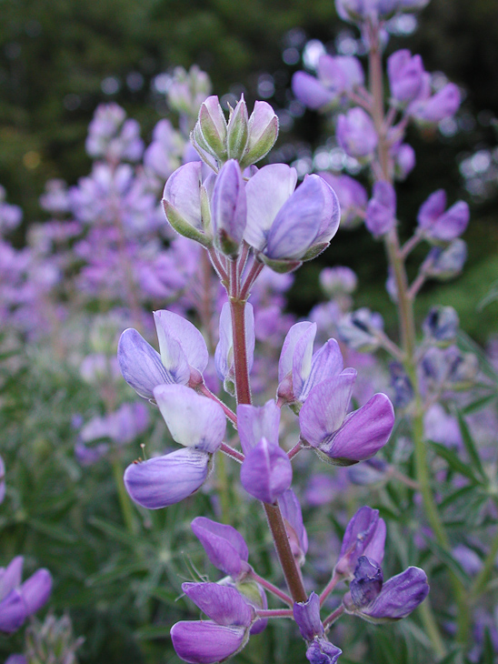 Bear Valley, Point Reyes photo