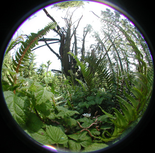 Woodward Valley, Point Reyes photo