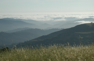 Low Lying Fog, Russian Ridge photo