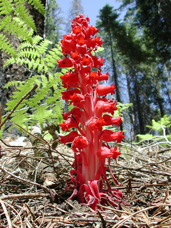 Snow Plant, Hetch Hetchy photo