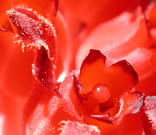 Snow Plant, Hetch Hetchy photo