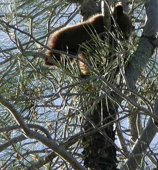 Baby Bear, Hetch Hetchy photo