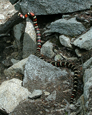 California Mountain Kingsnake, Trinity Alps photo