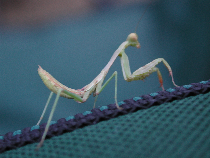 Campsite Friend, Wildcat II photo