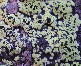 Purple and Lime Lichen, Yosemite photo