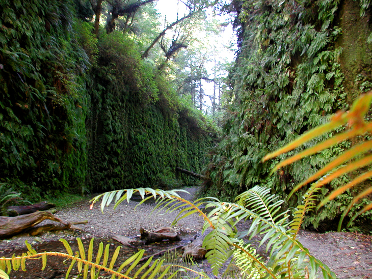 Fern Canyon, Redwood National Park photo