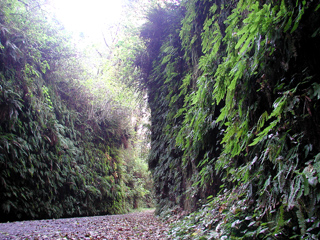 Fern Canyon, Redwood National Park photo