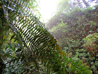 Fern, Redwood National Park photo