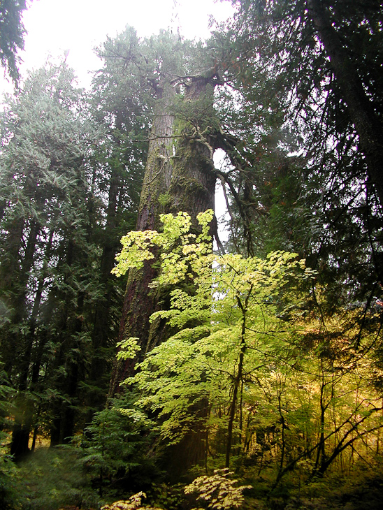 Double-trunk Tree, Mount Rainier photo