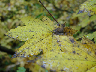 Leaves, Mount Rainier photo