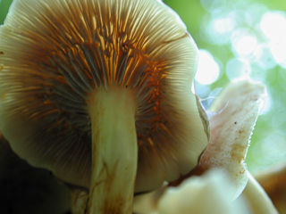 Mushroom, Mount Rainier photo