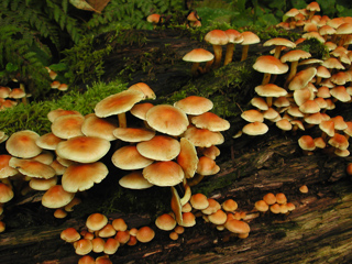 Mushrooms, Mount Rainier photo