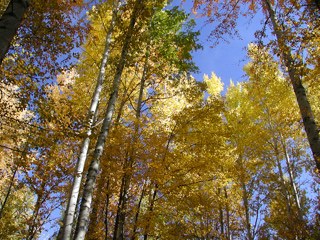 Front Yard, Idaho photo