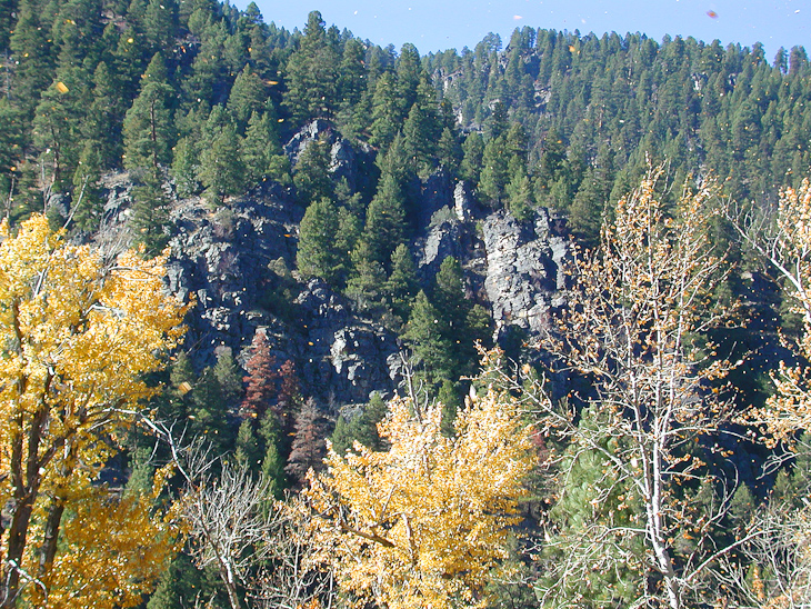 Leaves in the wind, Montana photo