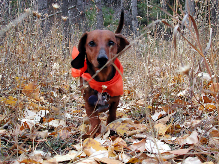 Lizzie, Montana photo