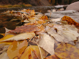 Leaves in Rock Creek, Montana photo