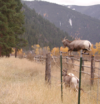 Big Horn Sheep Jumping, Montana photo