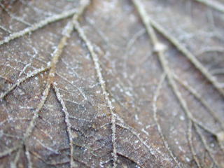 Frozen Leaf, Montana photo