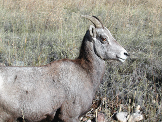 Mountain Sheep, Montana photo