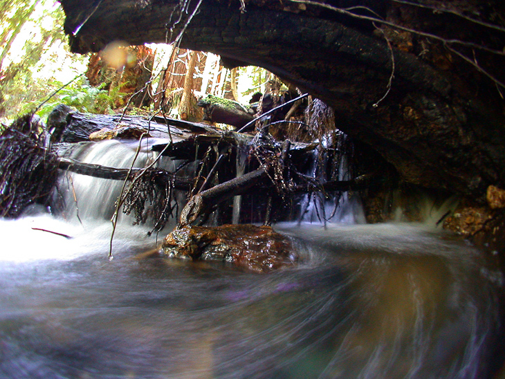 Under the Log, Liquid Running Water photo