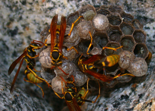 Yellow Jackets, Wildcat photo