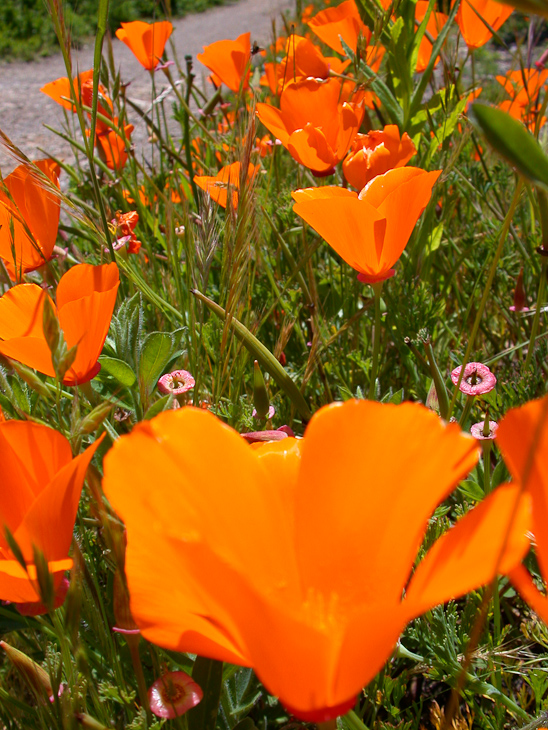 Poppies, Purisima Wildflowers photo