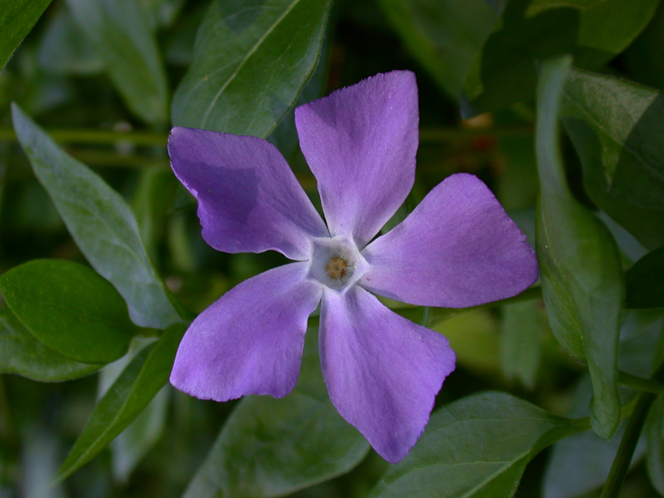 Purisima Wildflowers photo