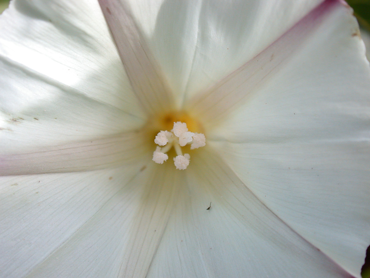 Morning Glory, Purisima Wildflowers photo