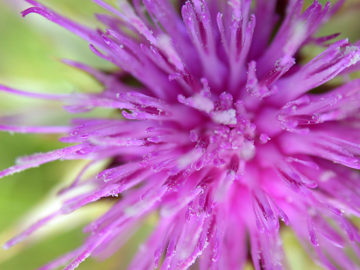 Pink Psychedelic Explosion, Purisima Wildflowers photo