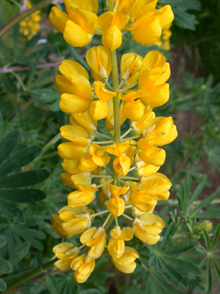 False Lupine, Purisima Wildflowers photo