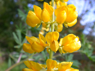 False Lupine, Purisima Wildflowers photo