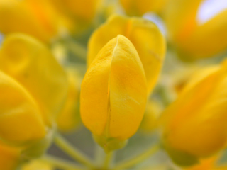 False Lupine, Purisima Wildflowers photo