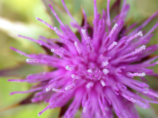 Pink Psychedelic Explosion II, Purisima Wildflowers photo