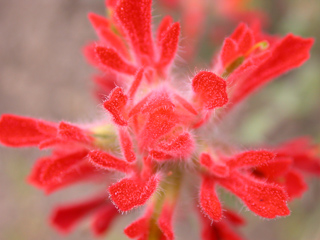 Paintbrush, Ventana Wilderness photo