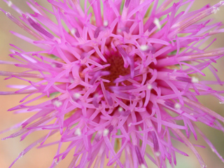 Bull Thistle, Ventana Wilderness photo