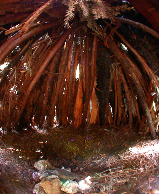 Redwood Tipi, Ventana Wilderness photo