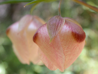 Fairy Lanterns, Ventana Wilderness photo