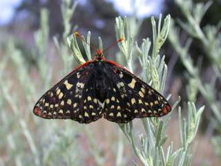Butterfly, Ventana Wilderness photo